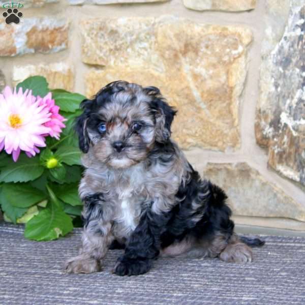 Reece, Cavapoo Puppy