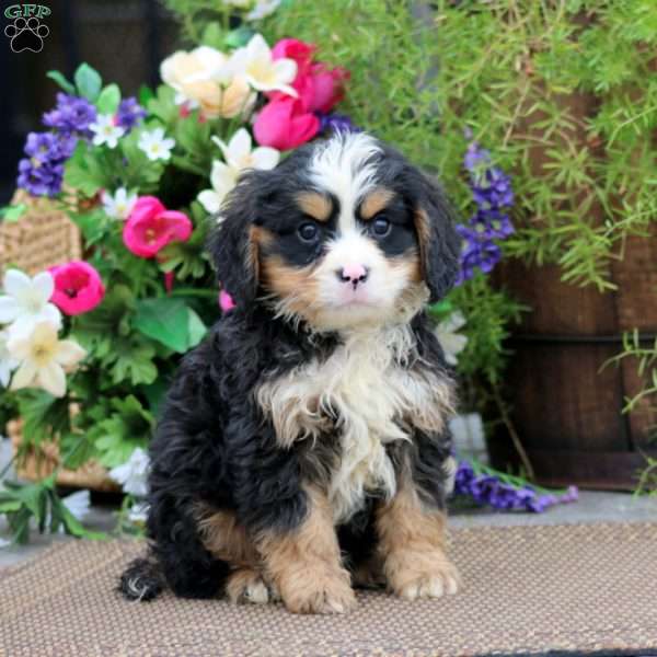 Reece, Miniature Bernese Mountain Dog Puppy