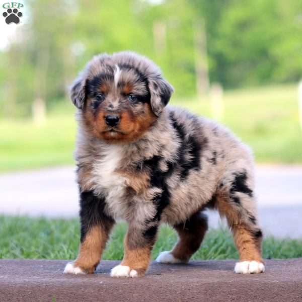 Reece, Australian Shepherd Puppy