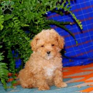 Reece, Maltipoo Puppy
