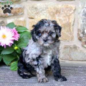 Reece, Cavapoo Puppy