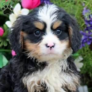 Reece, Miniature Bernese Mountain Dog Puppy