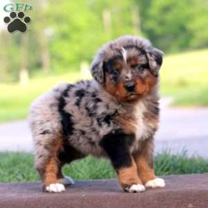 Reece, Australian Shepherd Puppy
