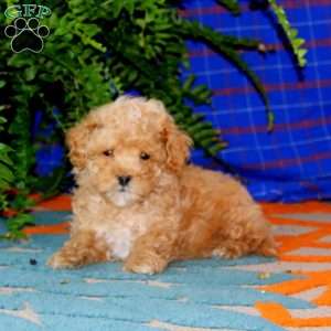 Reece, Maltipoo Puppy