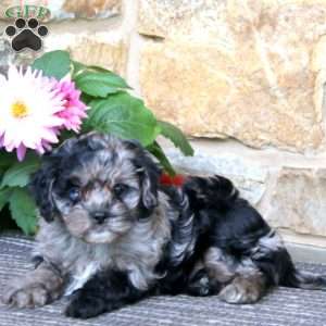 Reece, Cavapoo Puppy