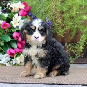Reece, Miniature Bernese Mountain Dog Puppy