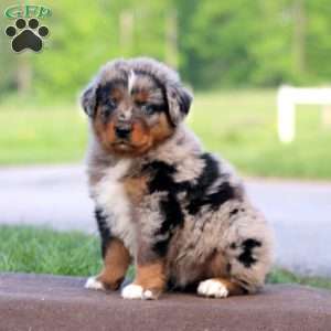 Reece, Australian Shepherd Puppy