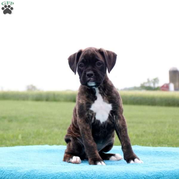Reeces, Boxer Puppy