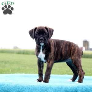 Reeces, Boxer Puppy