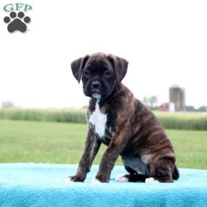 Reeces, Boxer Puppy