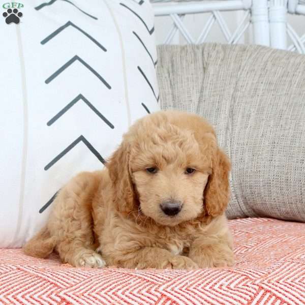 Remi, Mini Goldendoodle Puppy