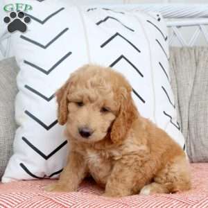 Remi, Mini Goldendoodle Puppy