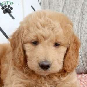 Remi, Mini Goldendoodle Puppy