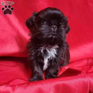 Jet, Shih Tzu Puppy