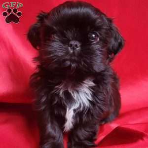 Jet, Shih Tzu Puppy