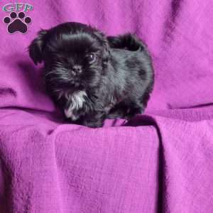 Jet, Shih Tzu Puppy