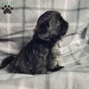 Jet, Shih Tzu Puppy
