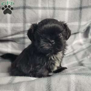 Jet, Shih Tzu Puppy