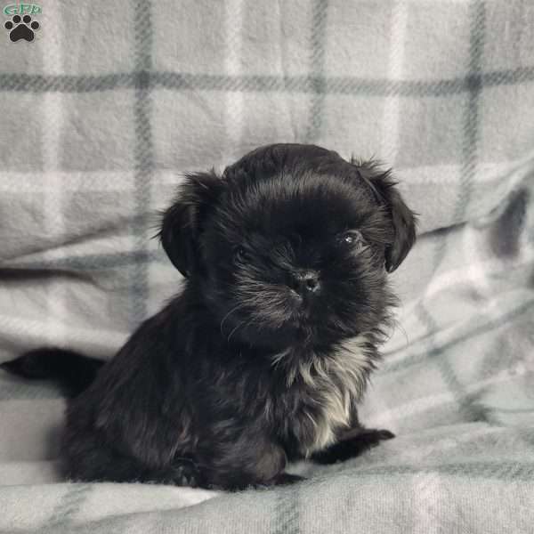 Jet, Shih Tzu Puppy