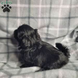 Jet, Shih Tzu Puppy