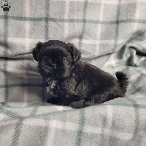 Jet, Shih Tzu Puppy