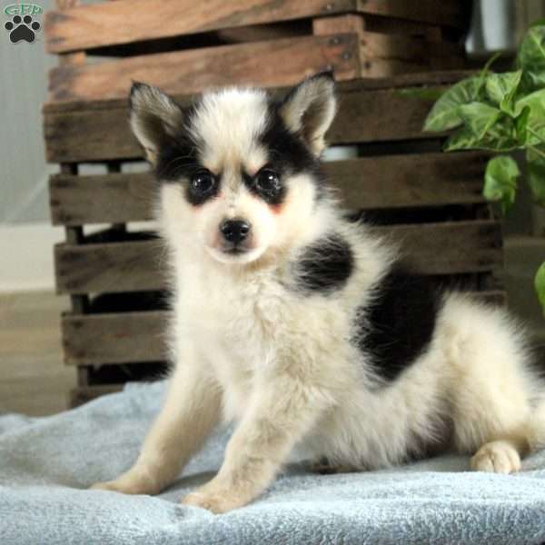 Rex, Pomsky Puppy