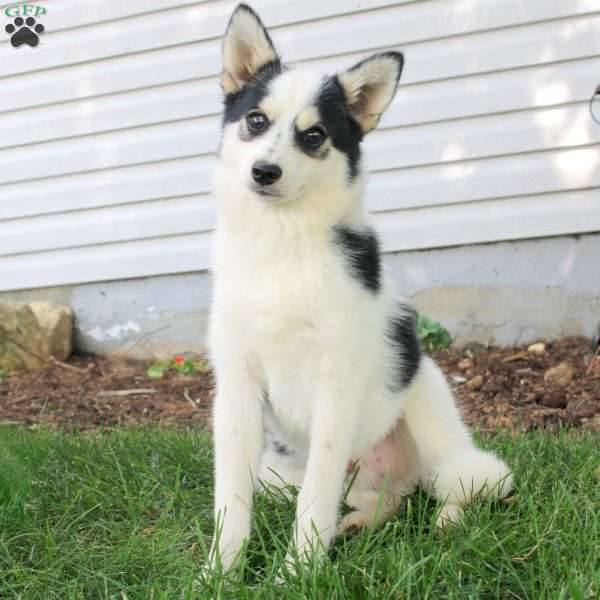 Rex, Pomsky Puppy