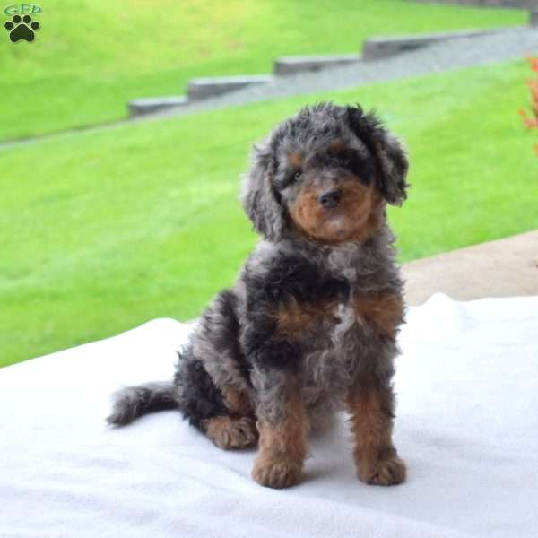 Rex, Mini Bernedoodle Puppy