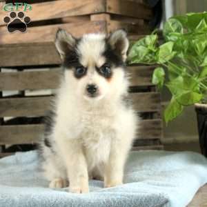 Rex, Pomsky Puppy