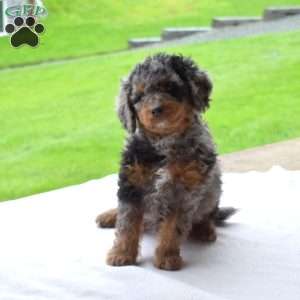 Rex, Mini Bernedoodle Puppy