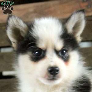 Rex, Pomsky Puppy