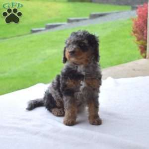 Rex, Mini Bernedoodle Puppy