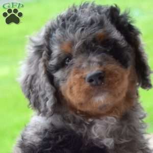 Rex, Mini Bernedoodle Puppy