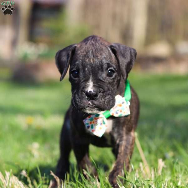 Rhett, Boxer Puppy