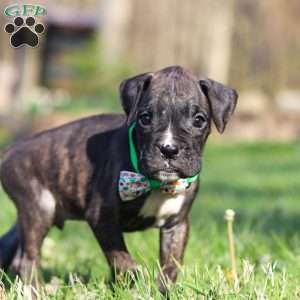 Rhett, Boxer Puppy
