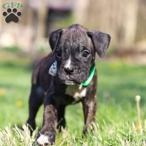 Rhett, Boxer Puppy