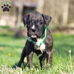 Rhett, Boxer Puppy