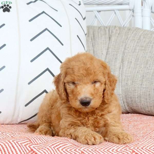 Rhett, Mini Goldendoodle Puppy