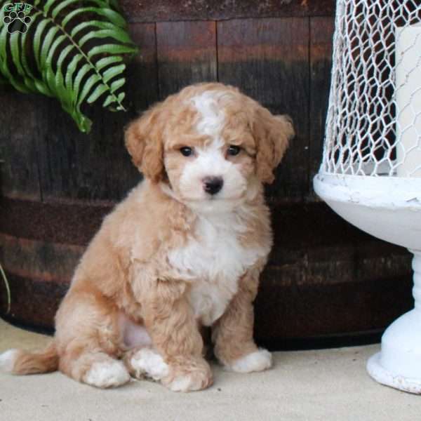Rhett, Bich-Poo Puppy