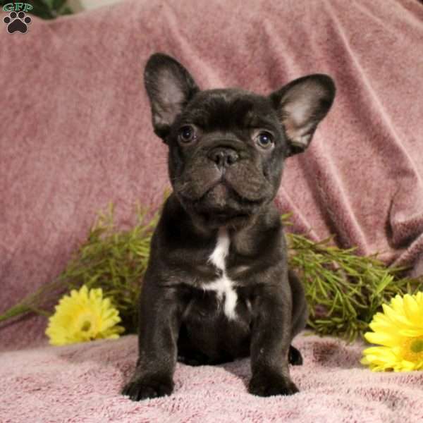 Rhett, French Bulldog Puppy
