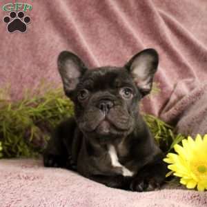 Rhett, French Bulldog Puppy