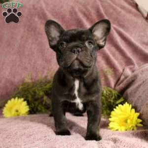 Rhett, French Bulldog Puppy