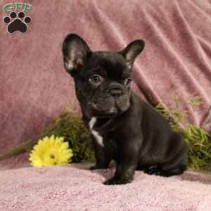 Rhett, French Bulldog Puppy