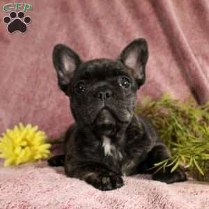 Rhona, French Bulldog Puppy