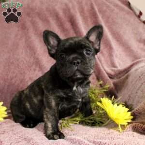 Rhona, French Bulldog Puppy