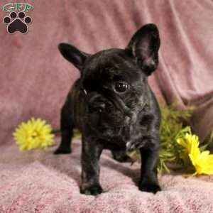 Rhona, French Bulldog Puppy
