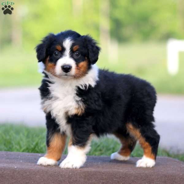 Rianna, Australian Shepherd Puppy