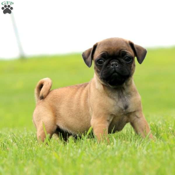 Rianna, Pug Puppy