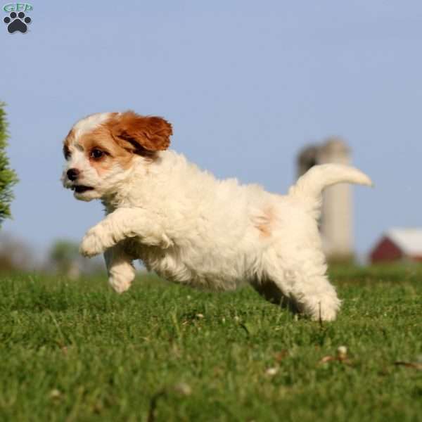 Rianna, Cavapoo Puppy