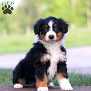 Rianna, Australian Shepherd Puppy